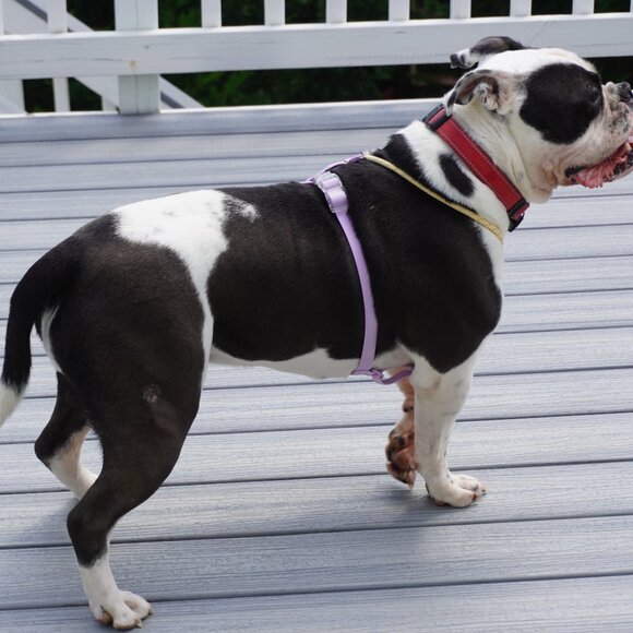 PVC Dog Harness Set | Waterproof No-Pull | Reflective Leash Included - Picture 5 of 9